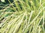 Variegated Purple Moor-Grass