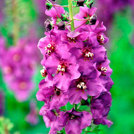Unbranded Verbascum Blue Pixie Plants Pack of 3 Pot Ready