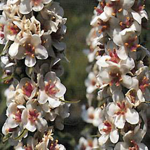 Unbranded Verbascum Chaixa Alba Seeds