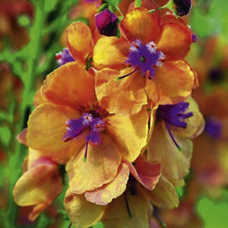 Unbranded Verbascum Clementine Plants Pack of 3 Potted