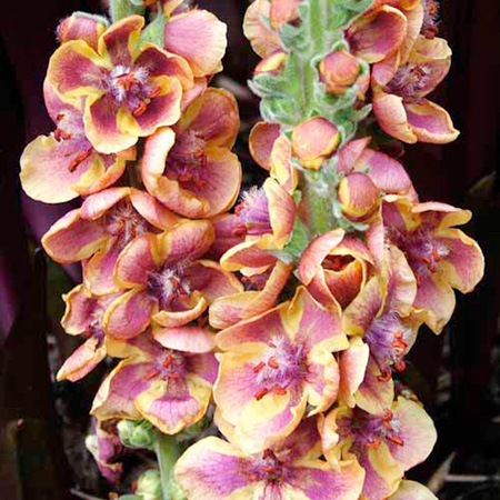 Unbranded Verbascum Jester Plants Pack of 3 Potted Plants