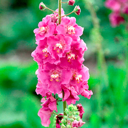 Unbranded Verbascum Pink Pixie Plants Pack of 3 Pot Ready