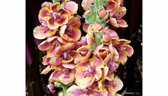 Unbranded Verbascum Plant - Jester