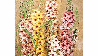 Unbranded Verbascum Plants - Southern Charm