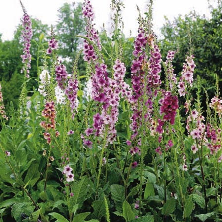 Unbranded Verbascum Southern Charm Plants Pack of 16 Pot
