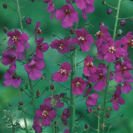 Unbranded Verbascum Violetta Seeds Average Seeds 750