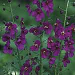 Unbranded Verbascum Violetta Seeds