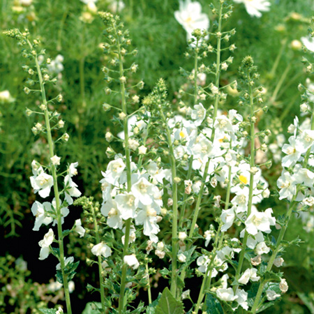 Unbranded Verbascum White Bride Seed Average Seeds 135