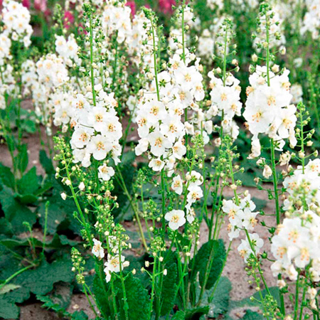 Unbranded Verbascum White Pixie Plants Pack of 3 Pot Ready