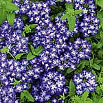 Unbranded Verbena Lavender Grace Plants 402761.htm