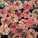 Unbranded Verbena Peaches and Cream Seeds 423478.htm