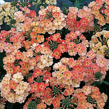 Unbranded Verbena Peaches and Cream Seeds Average Seeds 85