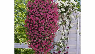 Unbranded Verbena Plants - Trailing Collection