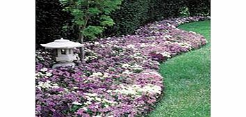 Unbranded Verbena Plants - Waterfall