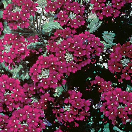 Unbranded Verbena Quartz Burgundy F2 Seeds Average Seeds 45