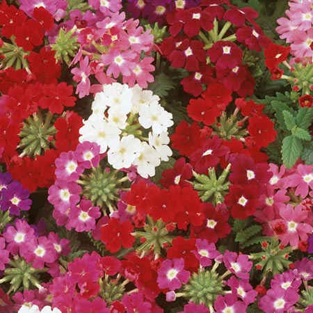 Unbranded Verbena Quartz Mixed F2 Seeds Average Seeds 45