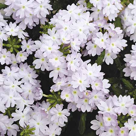 Unbranded Verbena Quartz Silver F2 Seeds Average Seeds 45