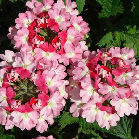 Unbranded Verbena Strawberry Kiss Plants Pack of 3 Pot