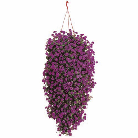Unbranded Verbena Tapien Trailing Plant Collection Pack of