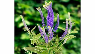 Unbranded Veronica Plant - Crista Blue