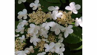 Unbranded Viburnum Plant - Plicatum Mariesii
