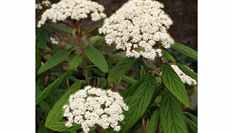 Corrugated leaves white flowers red ovoid berries which turn black. Height 5m (15); spread 4m (12). Supplied in a 2-3 litre pot.EvergreenFertile moist well-drained soilFull sunFully hardyPartial shadeBUY ANY 3 AND SAVE 20.00! (Please note: Offer appl