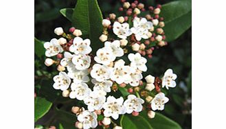 Buds carmine opening white compact habit. RHS Award of Garden Merit winner. Supplied in a 2-3 litre pot.EvergreenFertile moist well-drained soilFull sunPartial shadeSusceptible to aphids viburnum beetle honey fungus leaf spotBUY ANY 3 AND SAVE 20.00!