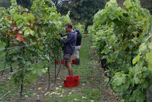 Ever wondered what goes into making a bottle of wine? With this tour you will experience one of