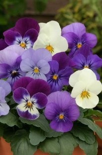 Unbranded Viola Angel Blues Mixed x 16 plants