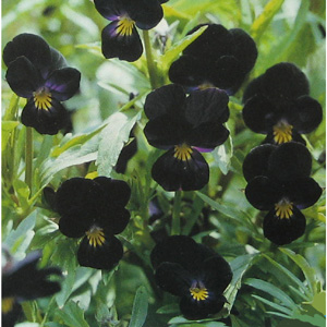 Unbranded Viola Bowles Black Seeds