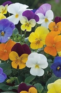 Unbranded Viola Floral Power Mixed x 66 plants