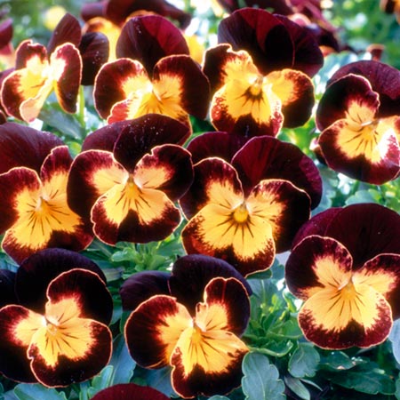 Unbranded Viola Maharaja F1 Seeds Average Seeds 25