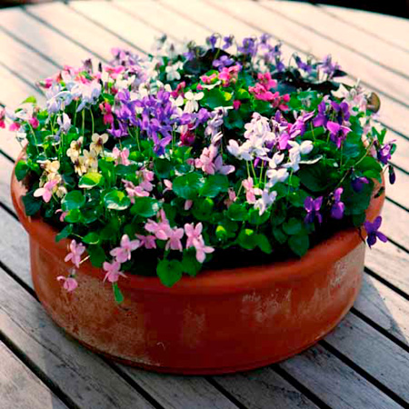 Unbranded Viola Miracle Plant Collection Pack of 10 Pot