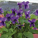 Unbranded Viola Miracle Plants