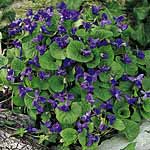 Much loved by the Victorians  these hardy little plants combine heart-shaped  bright green leaves wi
