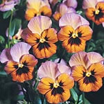 Unbranded Viola Shy Pixie F1 Seeds 428998.htm