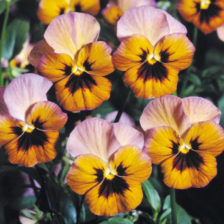 Unbranded Viola Shy Pixie F1 Seeds Average Seeds 25