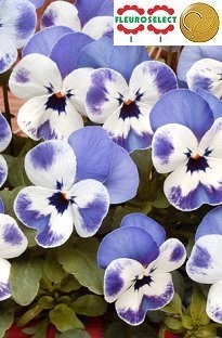 Unbranded Viola Sorbet Delft Blue x 150 Mini Plug Plants