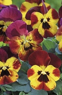 Unbranded Viola Sorbet Desert Fire x 66 Plants