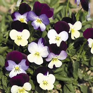 Unbranded Viola Sparkler Super Hybrids Seeds
