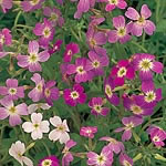Unbranded Virginian Stock Mixed Early Seeds