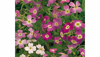 Unbranded Virginian Stock Seeds - Mixed