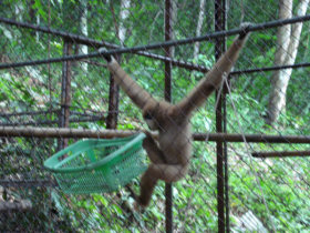 Unbranded Volunteer at a gibbon rescue centre in Thailand
