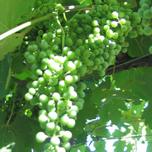 Unbranded Waipara Wine Tour - Adult