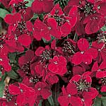 Unbranded Wallflower Blood Red Seeds