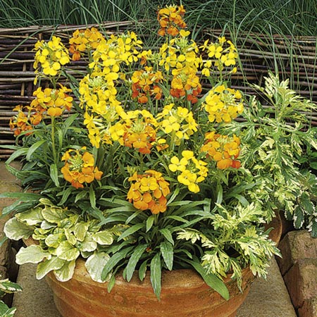 Unbranded Wallflower Citrona Mixed Plants Pack of 20
