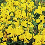 Unbranded Wallflower Cloth Of Gold Seeds