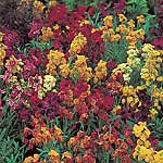 Unbranded Wallflower Harlequin Seeds 429500.htm