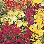 Unbranded Wallflower Mixed Seeds - Twinpack 429519.htm