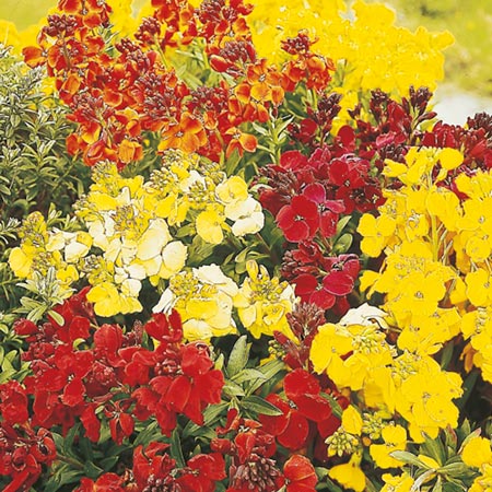 Unbranded Wallflower Mixed Seeds Average Seeds 450